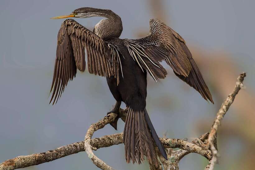 Hambantota Port: Yala National Park Safari (Shore Excursion) - Who will enjoy this safari most