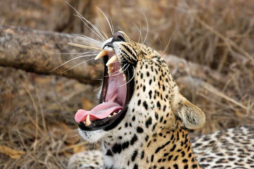 Hambantota Port: Yala National Park Safari (Shore Excursion) - What the five-hour Yala safari is really like