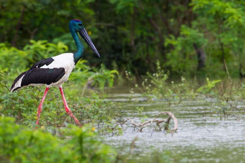 Hambantota Port: Yala National Park Safari (Shore Excursion) - Riding through Yala in a 4x4 jeep