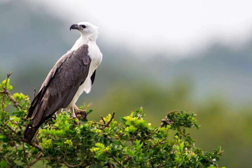 Hambantota Port: Yala National Park Safari (Shore Excursion) - The animals you may see along the route