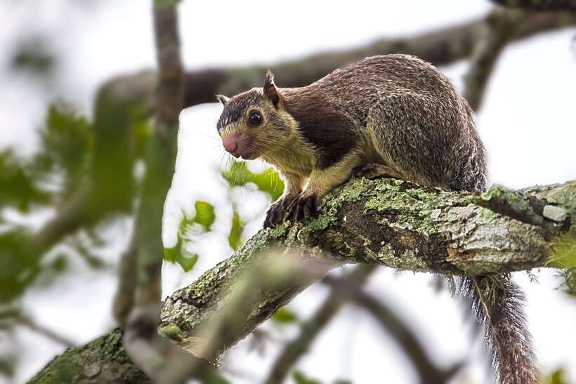 Hambantota Port: Yala National Park Safari (Shore Excursion) - What the scenery adds to the experience