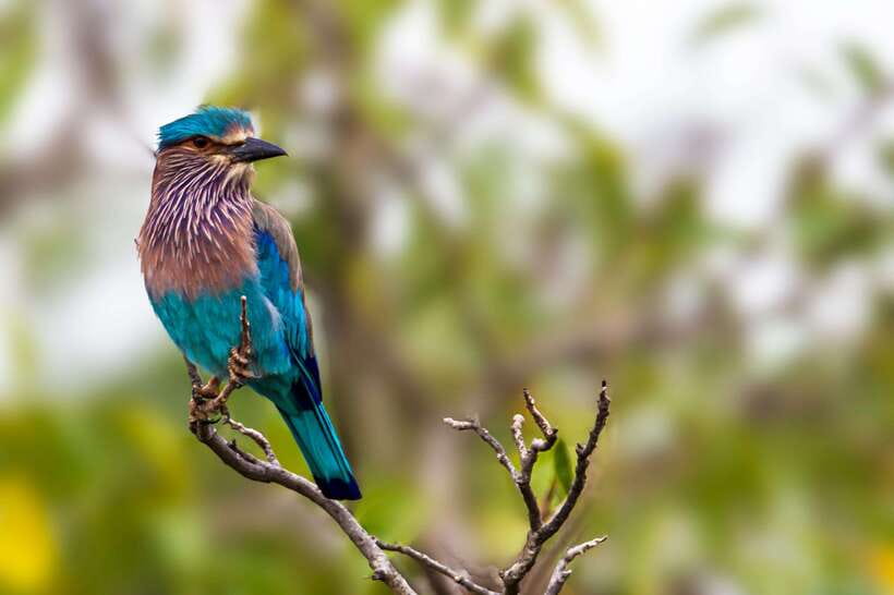 Hambantota Port: Yala National Park Safari (Shore Excursion) - Communication, timing, and the shore-excursion risk