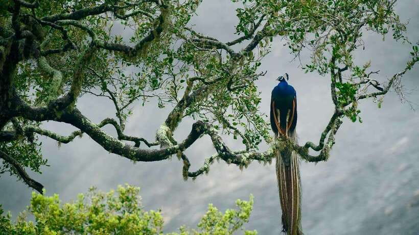 Hambantota Port: Yala National Park Safari (Shore Excursion) - Why Yala is worth leaving the port for
