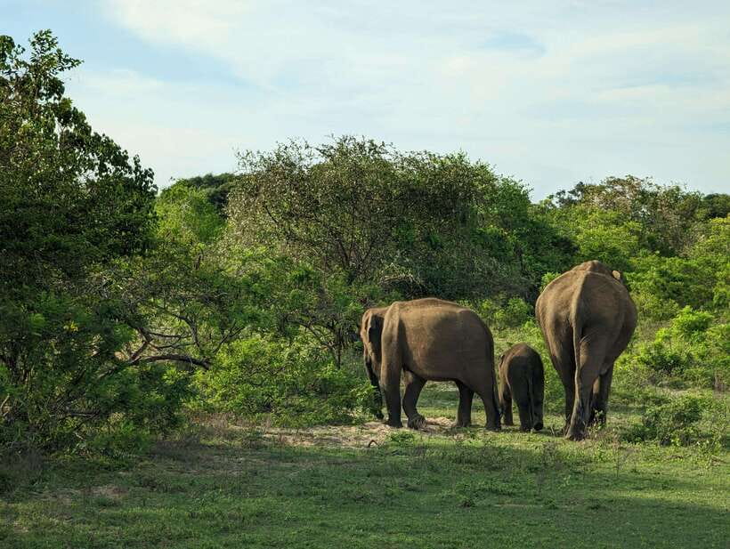 Hambantota Shore Excursion: Village and Cultural tour - Remote villages and a closer look at daily life
