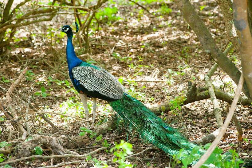Hambantota Shore Excursion: Village and Cultural tour - Local food and the taste of southern Sri Lanka