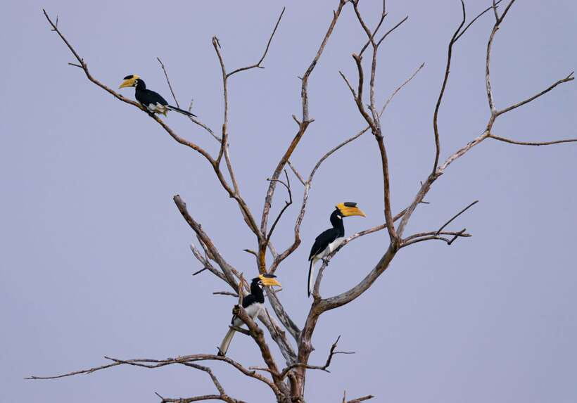 Hambantota Shore Excursion: Village and Cultural tour - Who will enjoy this Hambantota excursion?