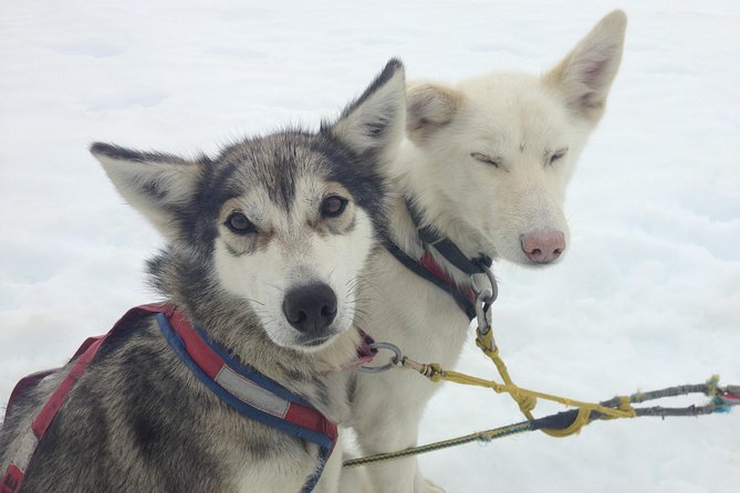 Helicopter To a Dogsledding Experience - Why the glacier setting changes the whole experience