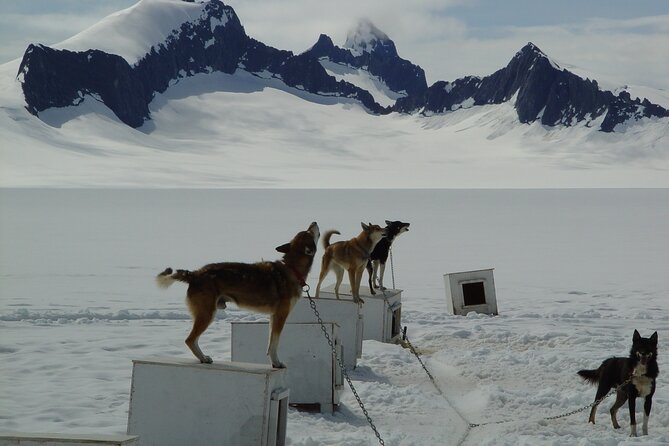 Helicopter To a Dogsledding Experience - Meeting the huskies at the icefield camp