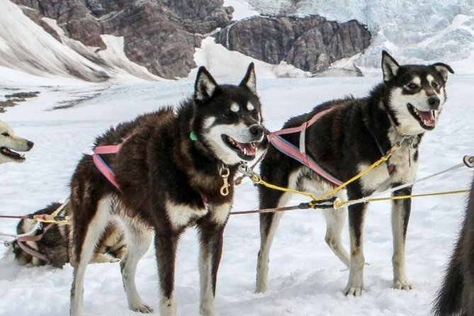 Helicopter To a Dogsledding Experience - From the Juneau airport to Herbert Glacier