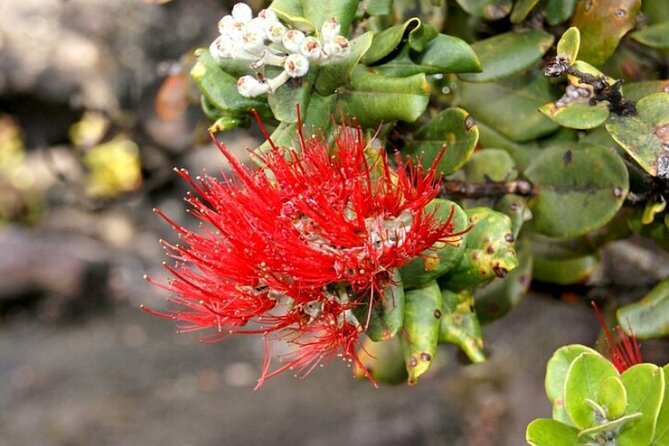 Hilo and Volcano National Park Tour for Cruise Passengers at port - Liliuokalani Gardens and the quieter side of Hilo