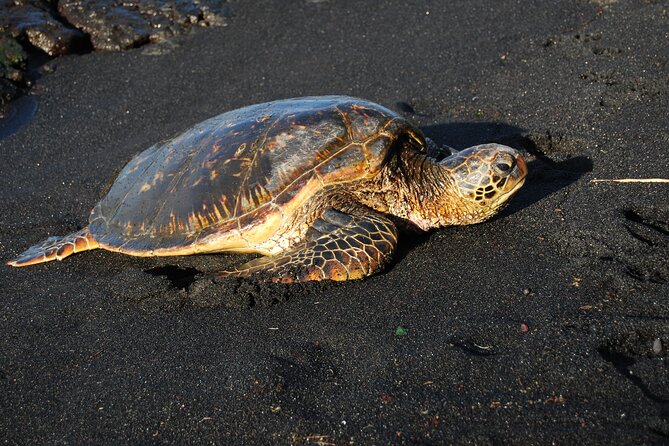 Hilo Shore Excursion: Volcanoes National Park & Black Sand Beach - Weather, timing, and practical comfort