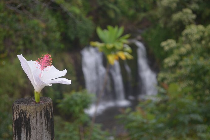 Hilo Waterfall Swim and Hike with Hilo Cruise Ship Pickup - What the $198.95 price really covers