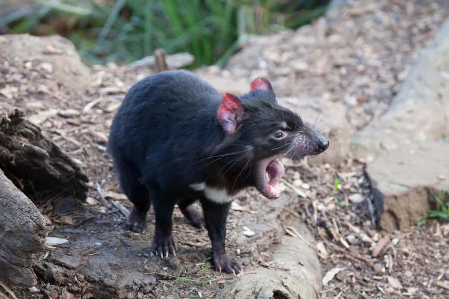 Hobart: Mt Field National Park & Wildlife Shore Excursion - Key points at a glance