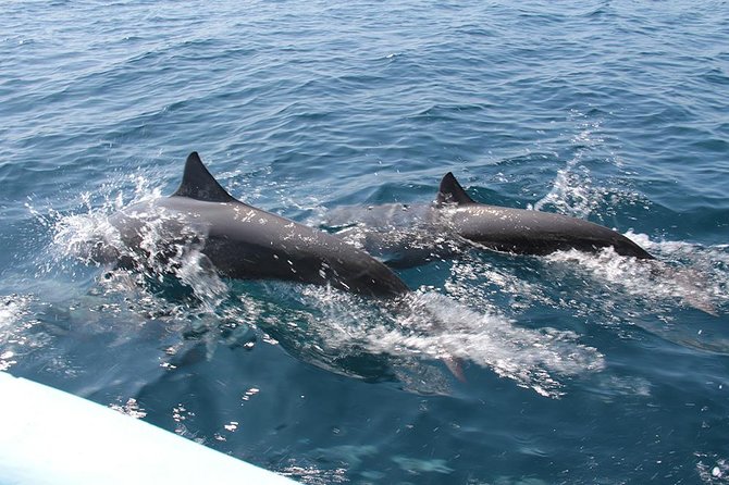 Huatulco Shore Excursion: Seven Bays Private Tour - Dolphins, Stingrays, and Sea Turtles