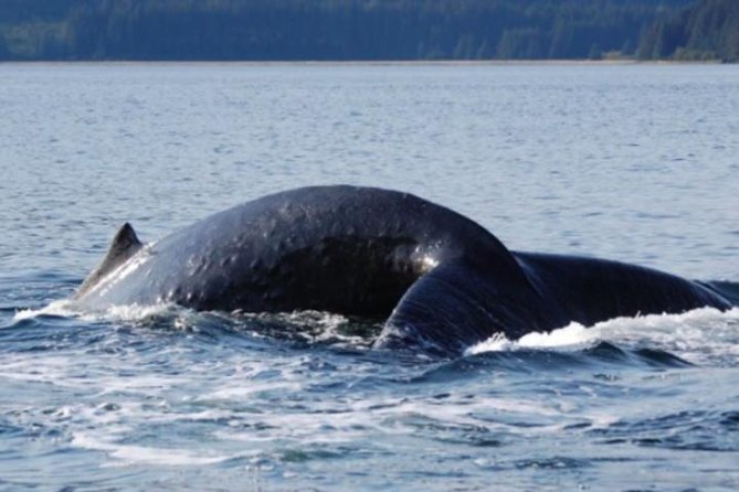 Icy Strait Shore Excursion: Whale Watching Adventure Tour - From Icy Strait Point gates to Shaman Point