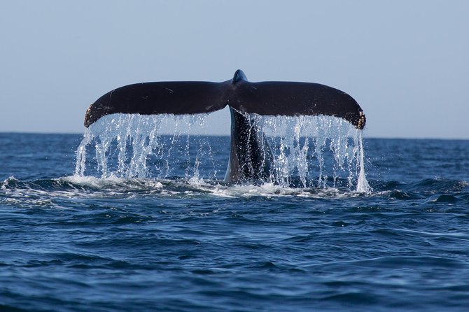Icy Strait Shore Excursion: Whale Watching Adventure Tour - Timing your return to the cruise ship