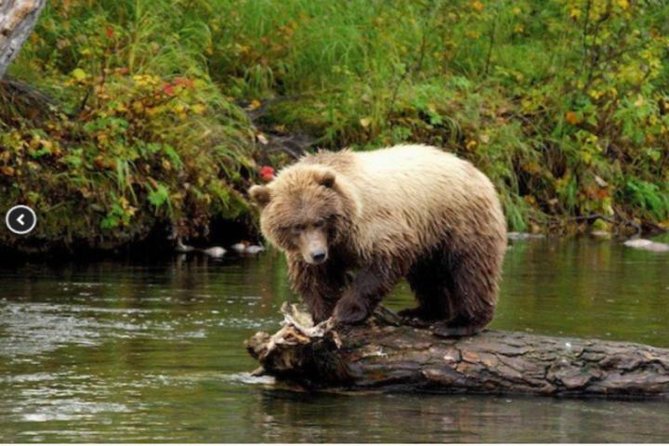 Icy Strait Small Group Shore Excursion: We're going on a bear hunt! - Key points to know before you book