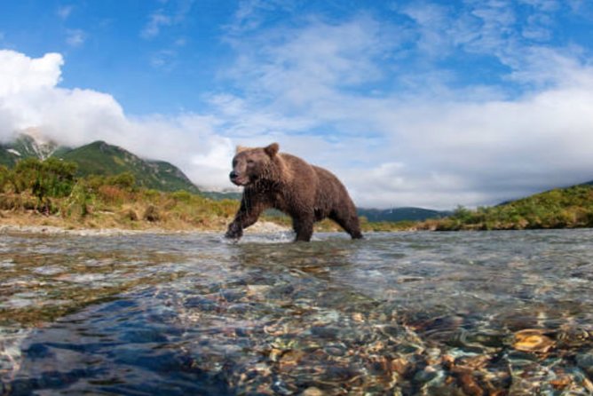 Icy Strait Small Group Shore Excursion: We're going on a bear hunt! - Why Hoonah is a strong place to search for bears