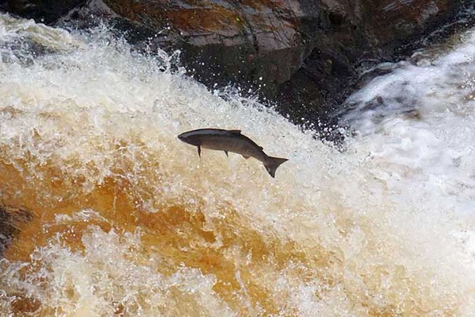 Invergordon Cruise Excursion - Castle ,Whisky and History Tour - Dunrobin Castle, gardens, and the falconry display