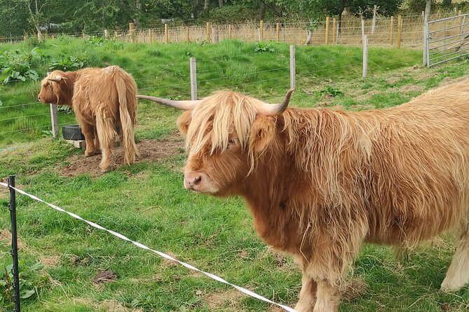 Invergordon Shore Excursion Highland Bucket List Tour - What Richie adds to the day