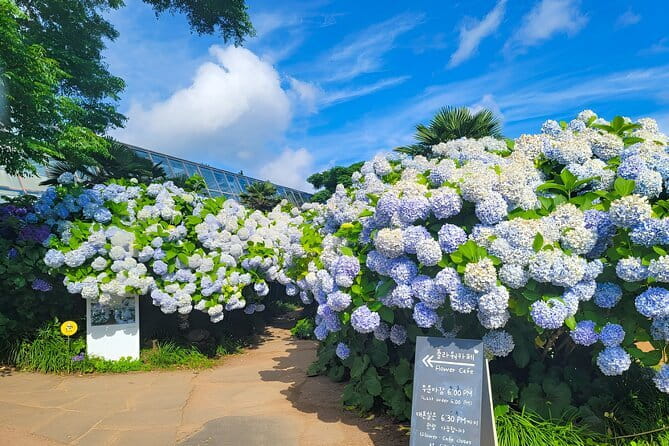 Jeju Day Tour for Cruise Guests - Seogwipo Olle Market for food and small finds