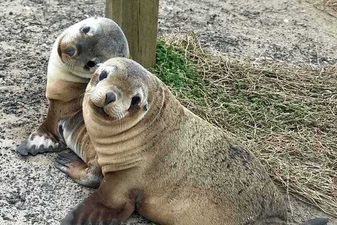 Kangaroo Island Shore Excursion Scenic Trail Tour - Key points before you book