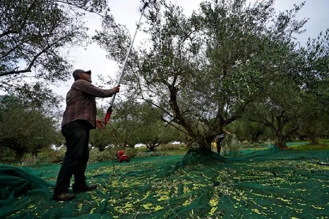 Katakolon Small Group Tour: Olympic site, Honey/Olive Oil Tasting - What the day feels like in practice