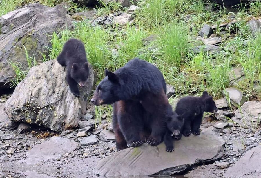Ketchikan: Alaska Native Cultural and Scenic Shore Excursion - Key points to know before booking