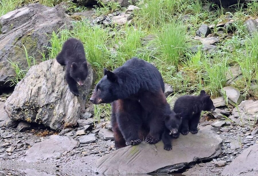 Ketchikan: Alaska Native Cultural and Scenic Shore Excursion - Salmon Ladder Vista and the seasonal wildlife show