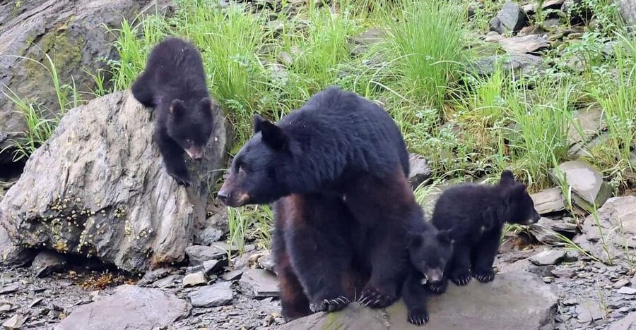 Ketchikan: Alaska Native Cultural and Scenic Shore Excursion - Tongass Highway and the rainforest setting