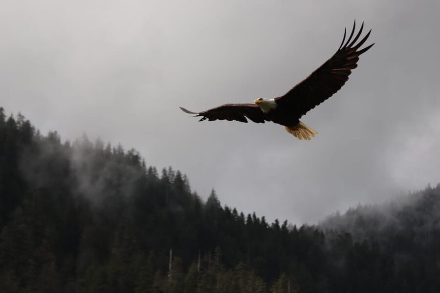 Ketchikan: Alaska Native Cultural and Scenic Shore Excursion - Rainbow Falls brings scenery and wildlife together