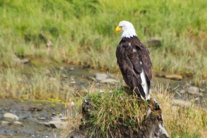 Ketchikan Shore Excursion: Eagle Sanctuary and Rainforest Wildlife Center - A quick ride from Ketchikan to Herring Cove