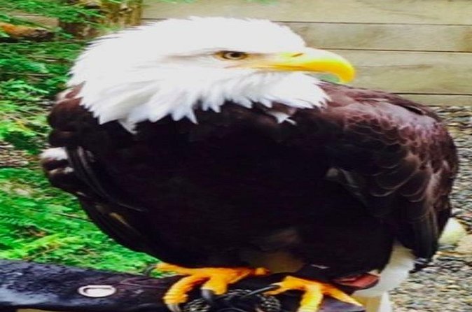 Ketchikan Shore Excursion: Eagle Sanctuary and Rainforest Wildlife Center - Who will enjoy the walk most