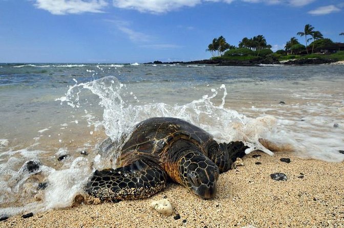 Kona Shore Excursion: Sea Turtles, Historic Kona & Coffee - Key points to know before booking