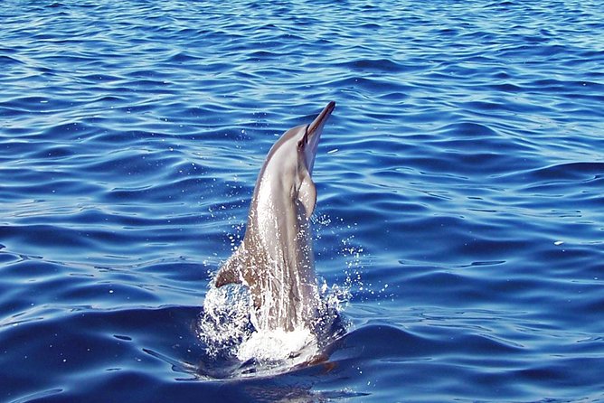 Kona Shore Excursion: Wild Dolphin Reefs Snorkel and Sea Caves - The ride from Kailua Pier