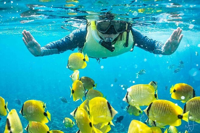 Kona Shore Excursion: Wild Dolphin Reefs Snorkel and Sea Caves - Watching dolphins, whales, and other marine life