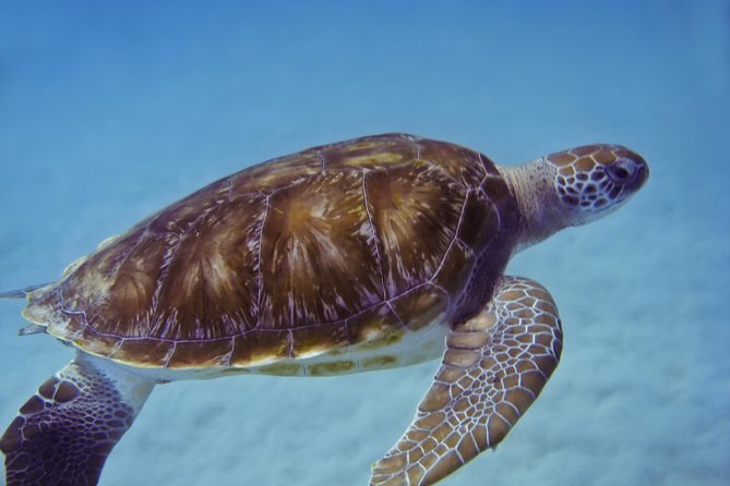 Kona Shore Excursion: Wild Dolphin Reefs Snorkel and Sea Caves - Lunch, snacks, and what to expect onboard