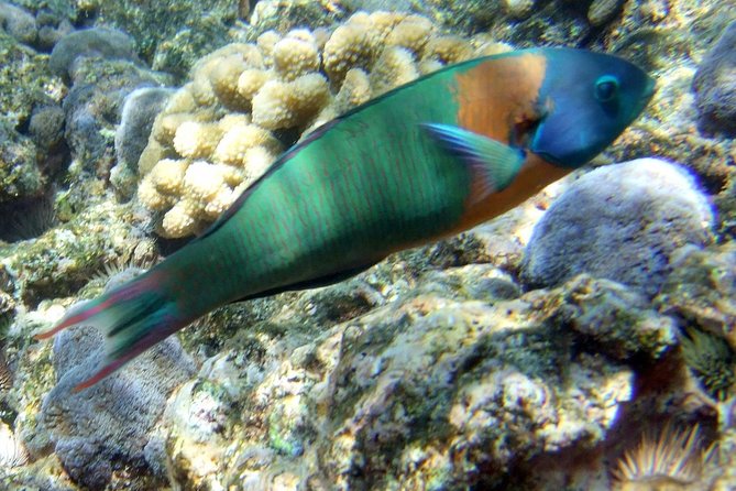 Kona Shore Excursion: Wild Dolphin Reefs Snorkel and Sea Caves - Price and overall value at $149