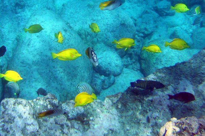 Kona Shore Excursion: Wild Dolphin Reefs Snorkel and Sea Caves - Snorkeling near the Captain Cook Monument