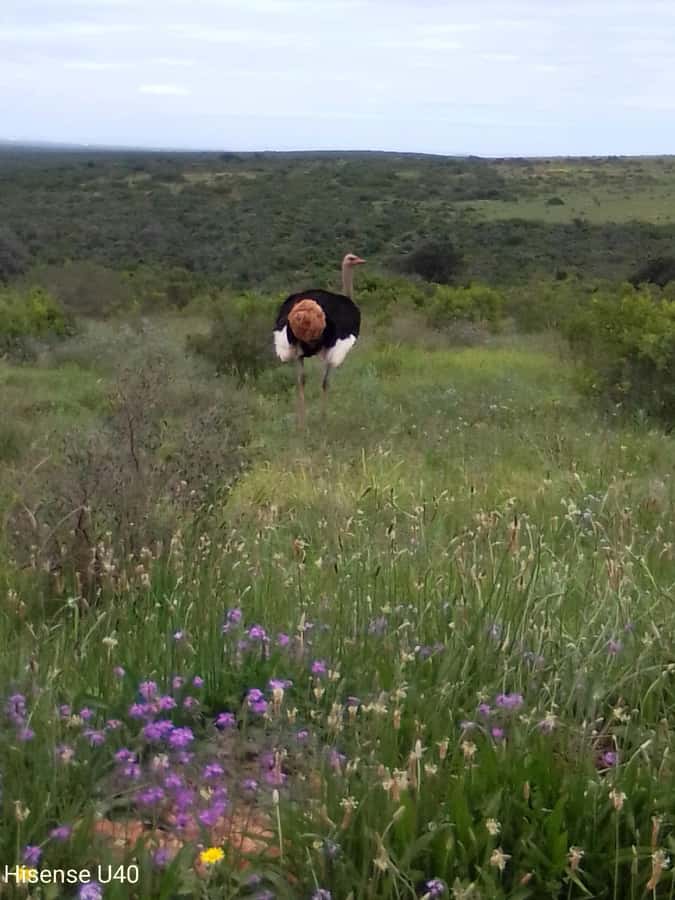 Kragga Kamma Safaris And Shore Excursions - Key points to know before you book