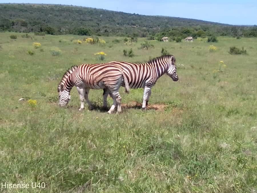 Kragga Kamma Safaris And Shore Excursions - Why Kragga Kamma works for a short Port Elizabeth visit