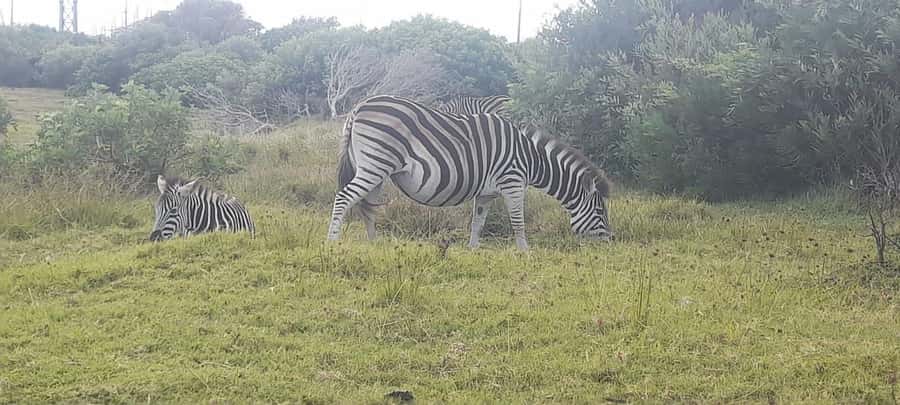 Kragga Kamma Safaris And Shore Excursions - Inside a 200-hectare coastal reserve