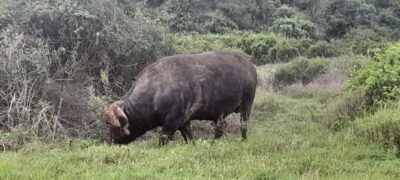 Kragga Kamma Safaris And Shore Excursions