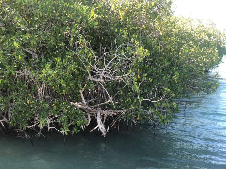 La Romana: Saona Island for Norwegian Sky Cruise Passengers - Catuano Beach gives you a quick choice
