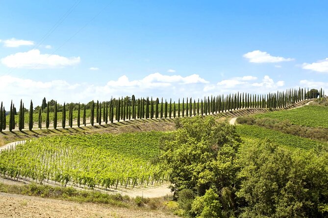 Livorno shore excursion: Bolgheri and Supertuscan private tour - Price, extra costs, and overall value