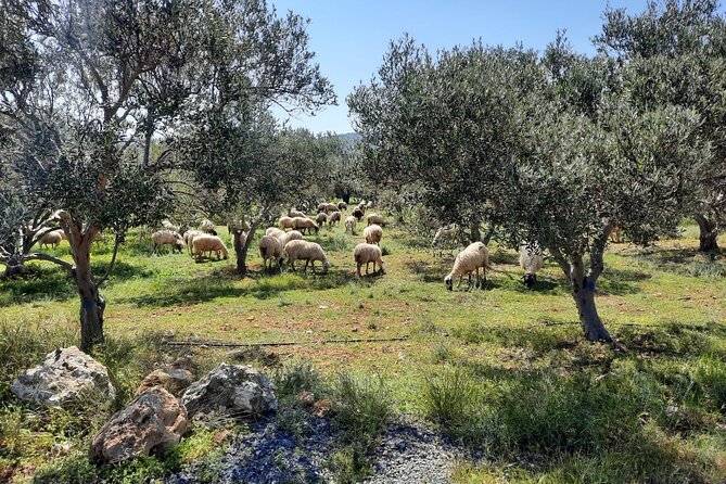 LUXURY Jeep Safari WRANGLER CRETE (also for CRUISE SHIPS) - A final village on the way back
