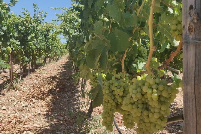 LUXURY PRIVATE Wine Tasting in CRETE (also for CRUISE SHIPS) - Is $197.06 per person fair value?