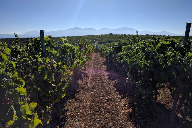 LUXURY PRIVATE Wine Tasting in CRETE (also for CRUISE SHIPS) - Who will enjoy this most