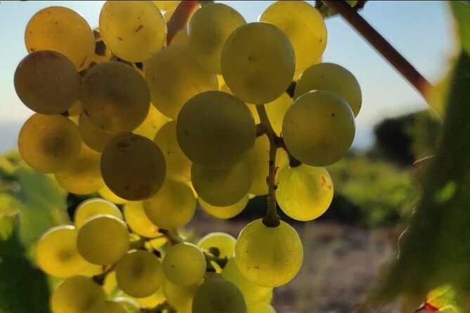 LUXURY PRIVATE Wine Tasting in CRETE (also for CRUISE SHIPS) - Small practical details that matter