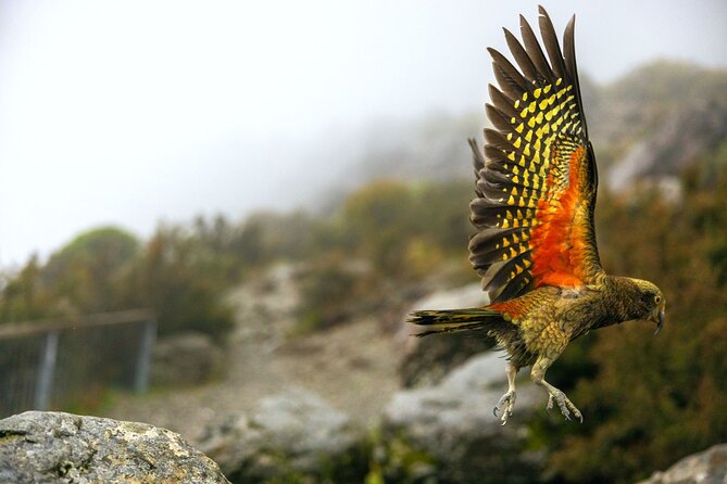 Lyttelton Shore Excursion: Arthur's Pass Day Tour - Toby Hill Farm brings rural New Zealand to life